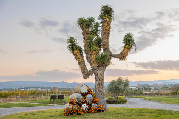 Recorrido/cata "Tales from the Wine"